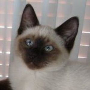 Meet your Posher, Peggy